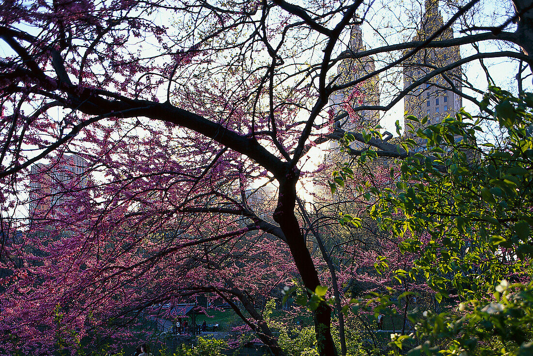 Central Park in spring, San Remo Building New York, USA