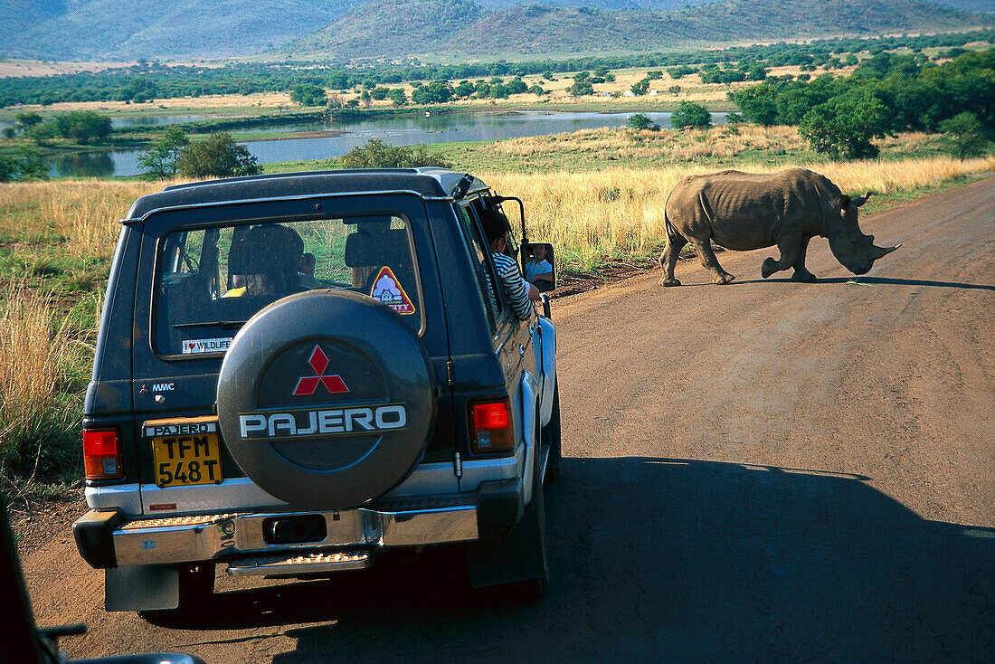 Menschen in einem Jeep betrachten ein Nashorn, Pilanesberg Nationalpark, Mpamalanga, Südafrika, Afrika