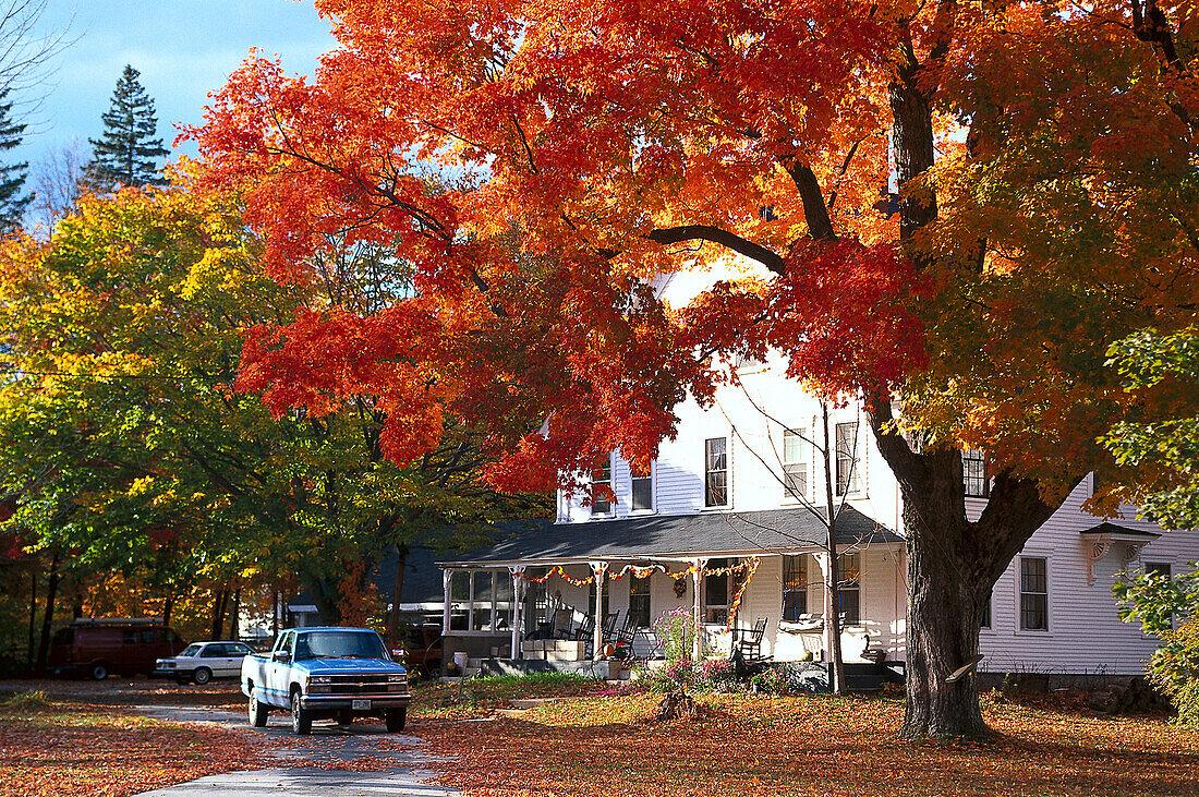 Autumnal trees in front of a house, North Conway, New Hampshire, USA, America