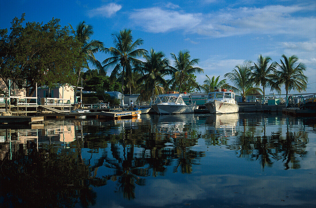Motor boats at harbour in front of palm trees, Key Largo, Florida Keys, Florida USA, America