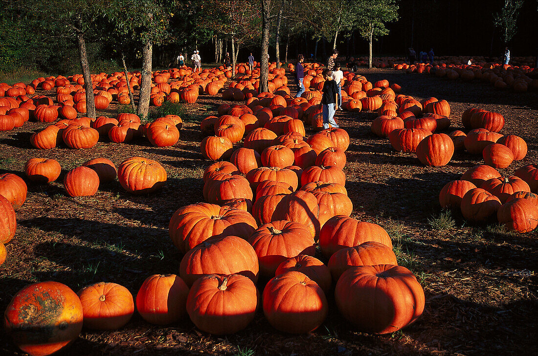 Pumpkins, Halloween, Georgia USA