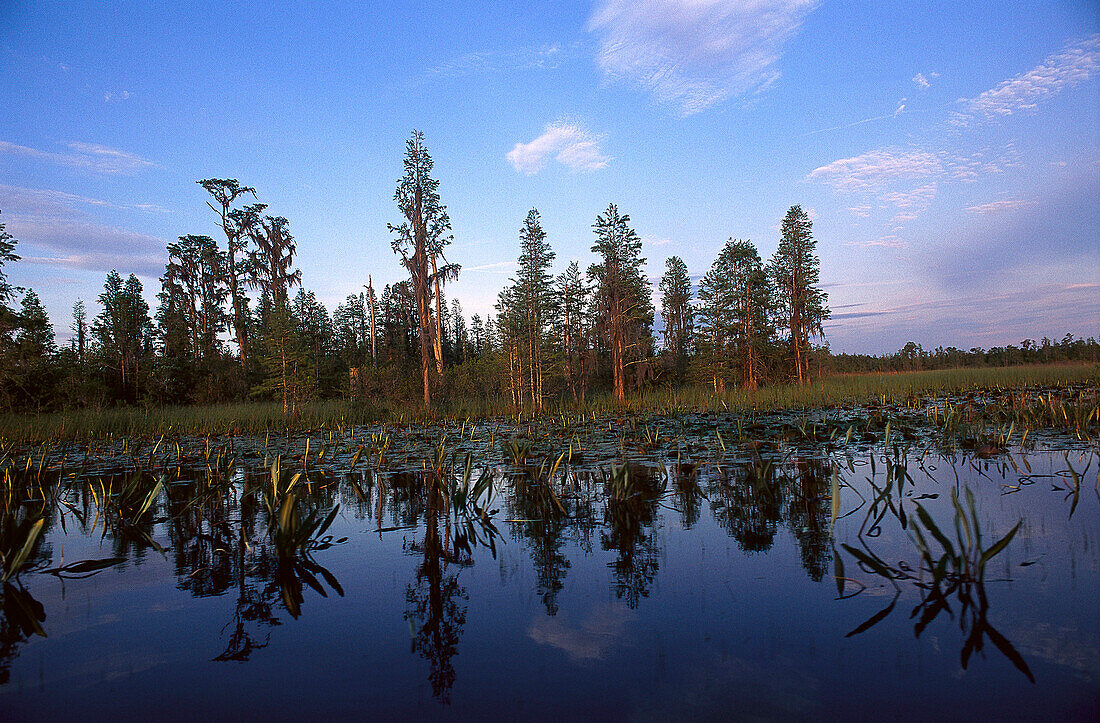 Okefenokee Swamp, Georgia USA