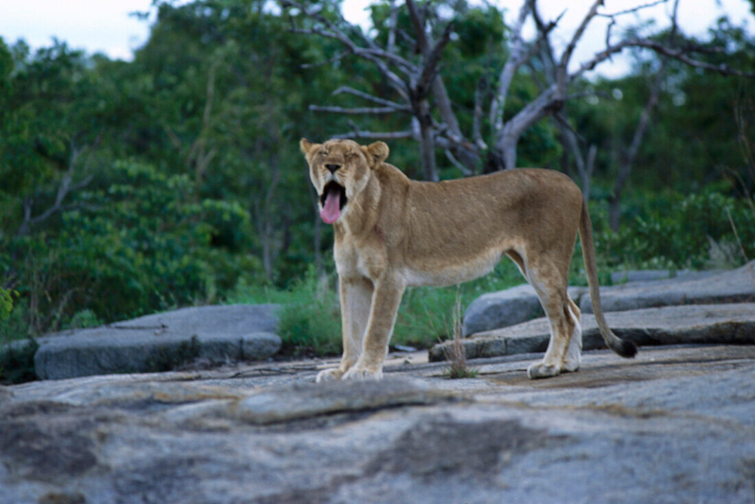 Löwe, Krüger NP, Südafrika