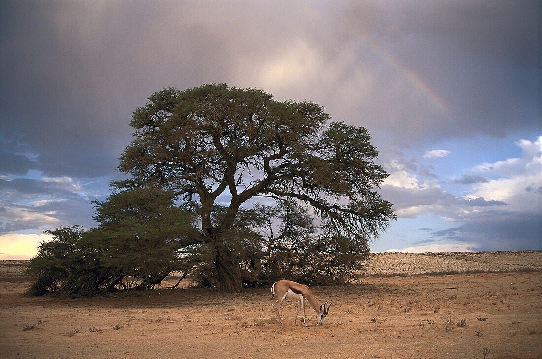 Impala, Antilope, Kalahari Gemsbok Park, Südafrika
