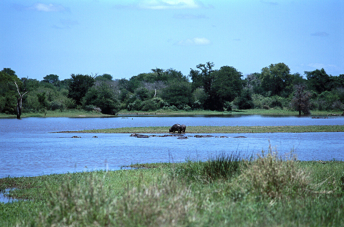 Hippopotamus, Krüger NP, South Africa-