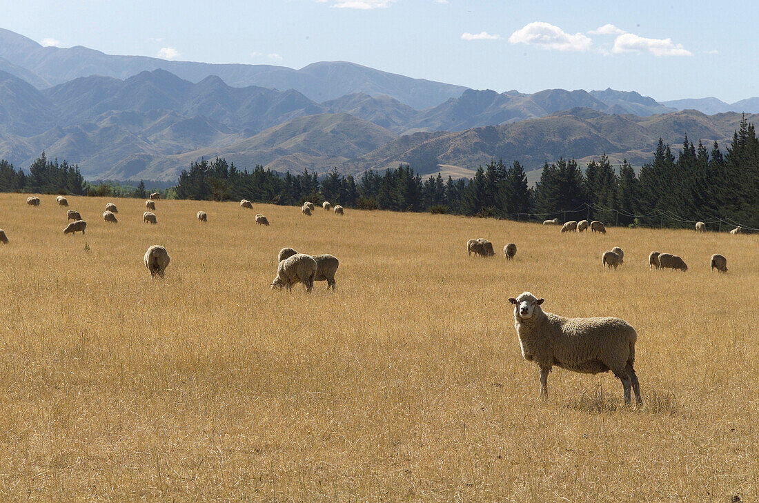 Sheep on field, landscape New Zealand