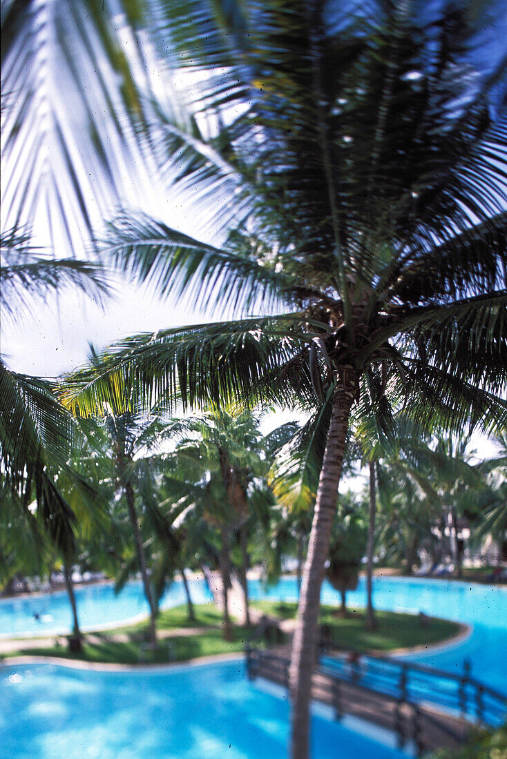 Swimmingpool with palm trees, landscape palmtree