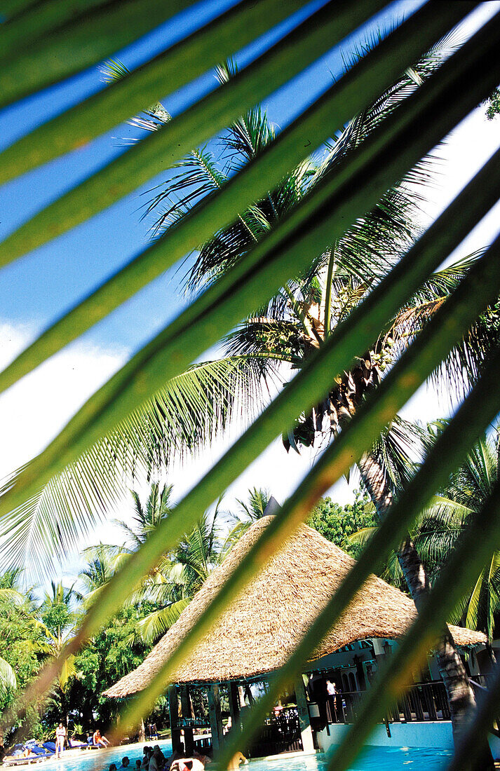 Palm tree in resort, landscape palmtree