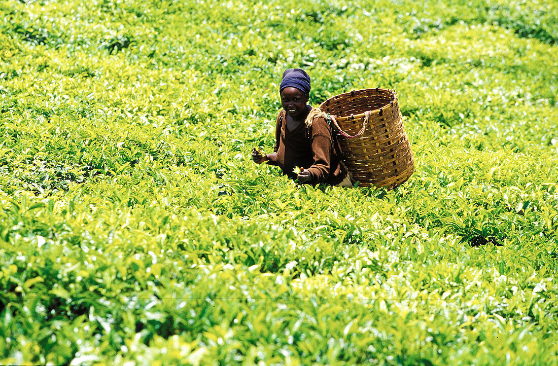 One african woman gathering tea leaves [-], tea fields [-], Limuru, Kiambu, Kenya, Africa