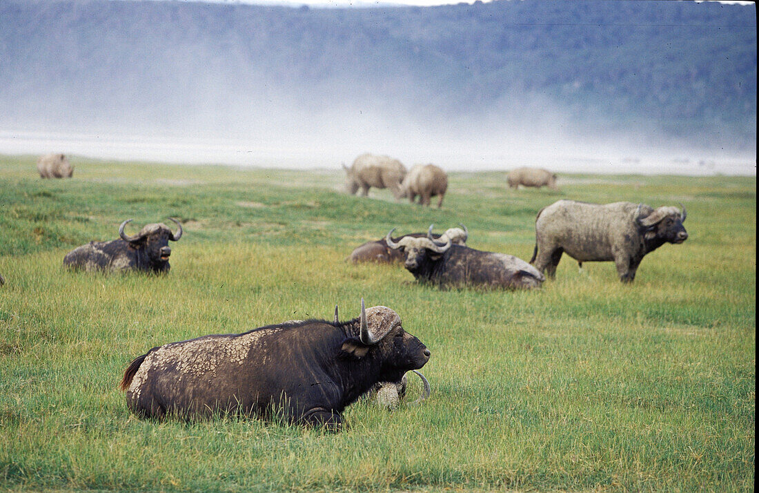 Buffalo covered in sand, animal buffalo