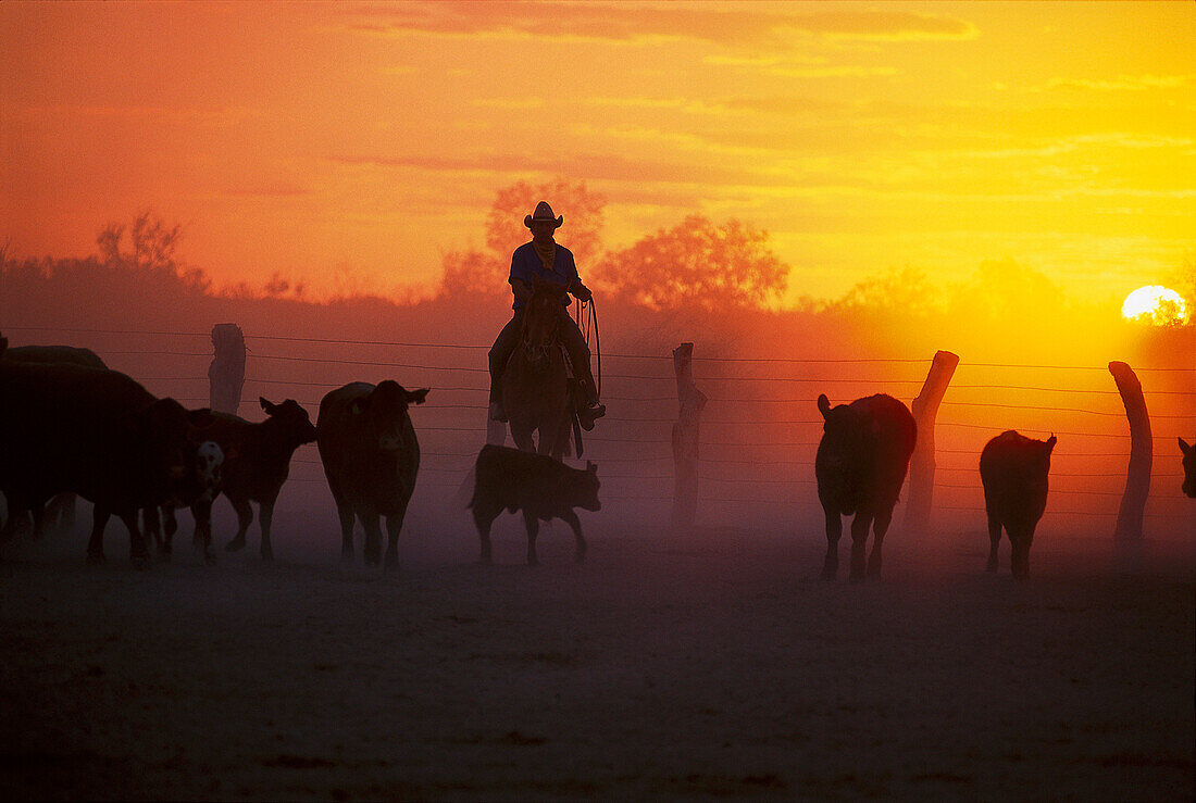 Cattle Station, South Australia Australia