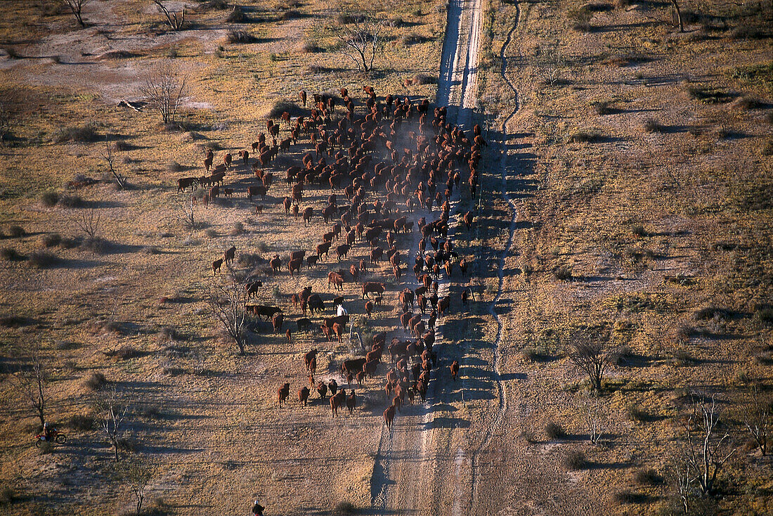 Aerial view of a Cattle Herd, South Australia Australia