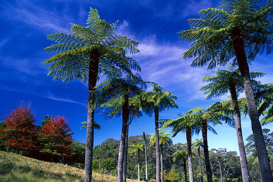 Mount Wilson, Blue Mountains, New South Wales Australia