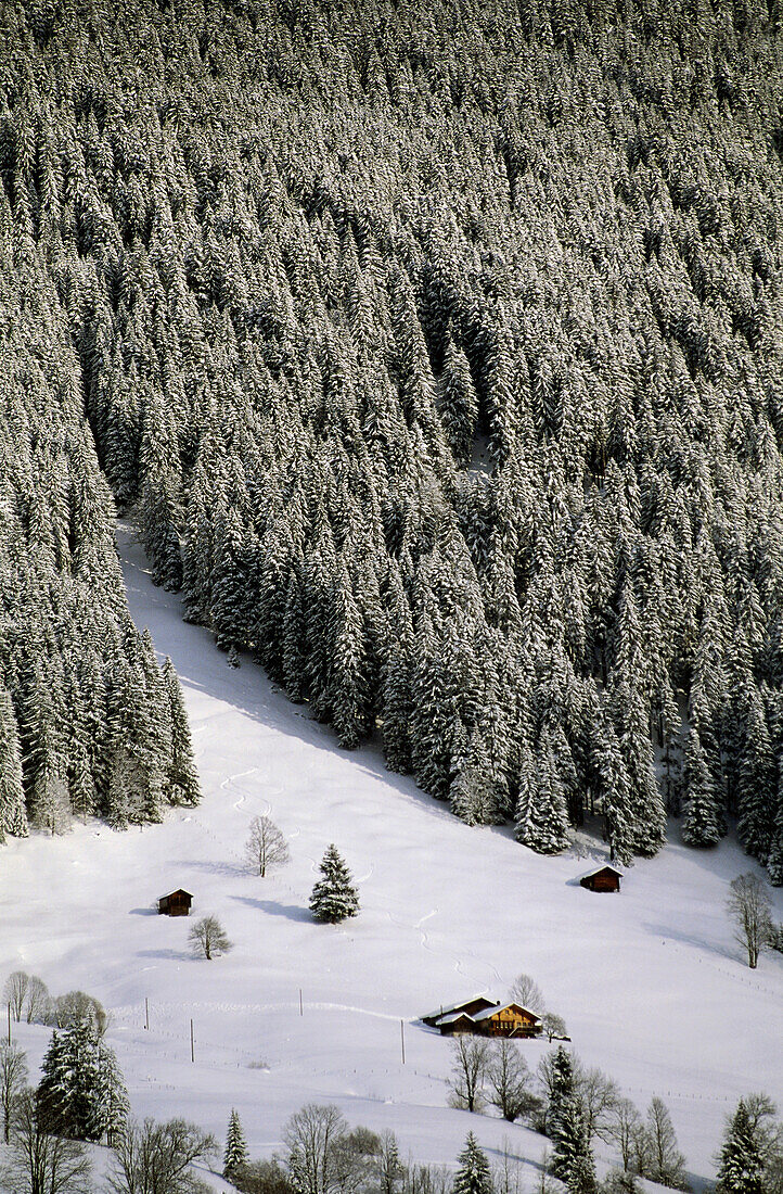 View at Ski Slope and forest, Gstaad, Switzerland