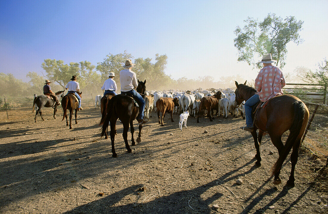 Cowboys driving a cattle herd on a paddock, South Australia, Australia
