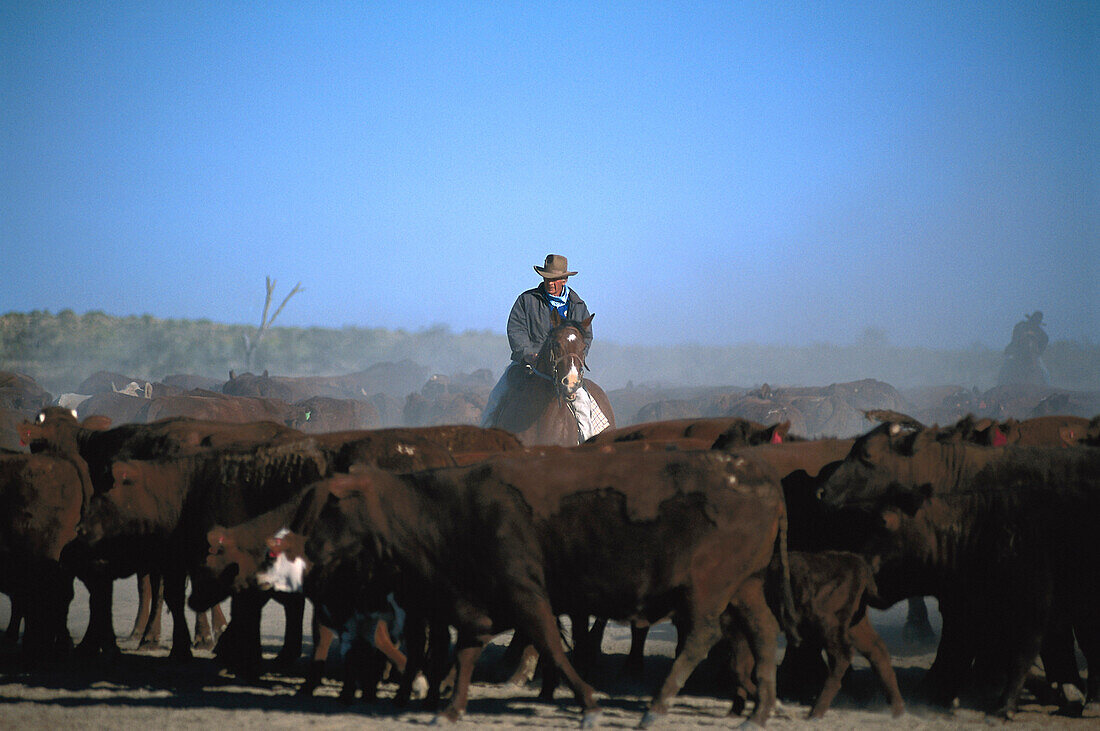Sorting cattle, Cowarie Station, South Australia Australia