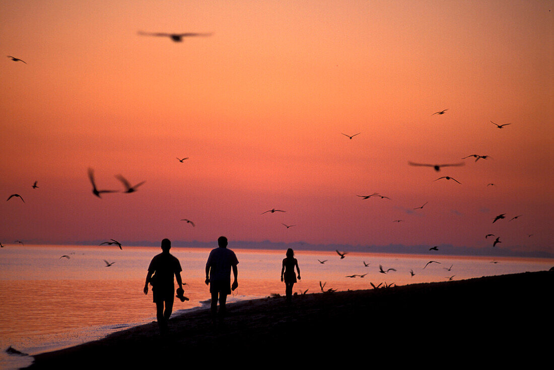 People walking on beach, Heron Island, Great Barrier Reef Queensland, Australia