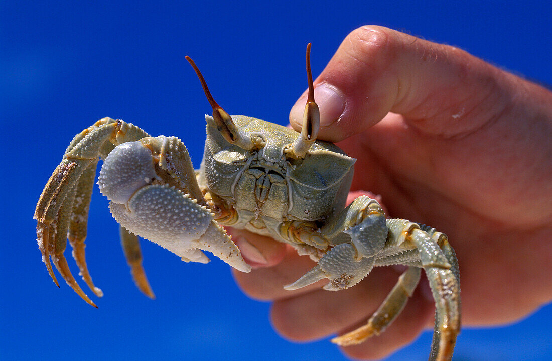 Ghost crab, Cocos Keeling, Islands Australia