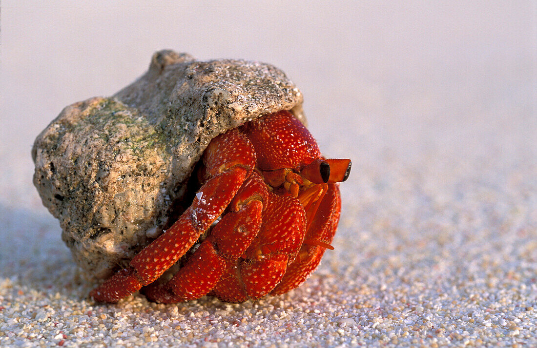 Hermit crab, Cocos Keeling, Islands Australia