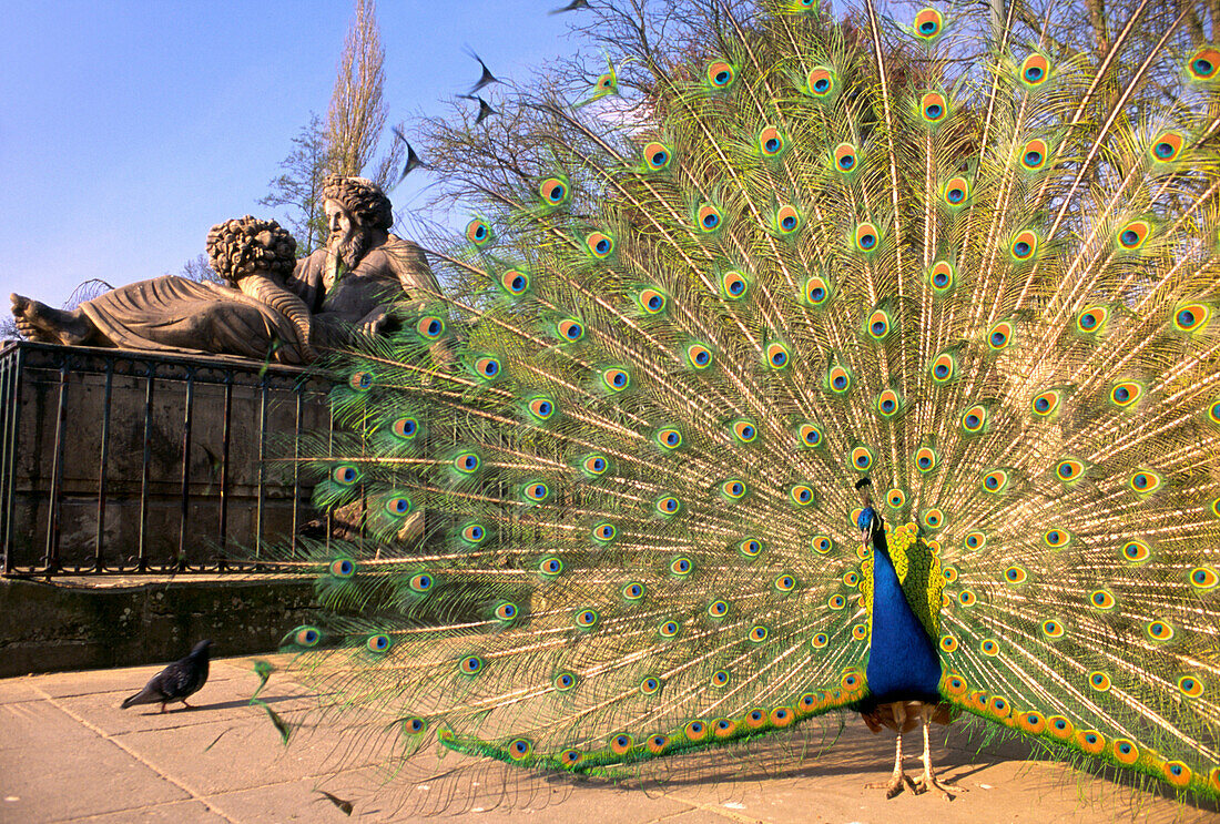 Peacock in front of sculpture, near Palace on the Water Warsaw, Poland