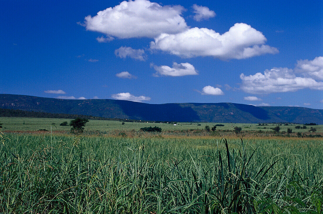 The Lowveld, Swaziland South Africa