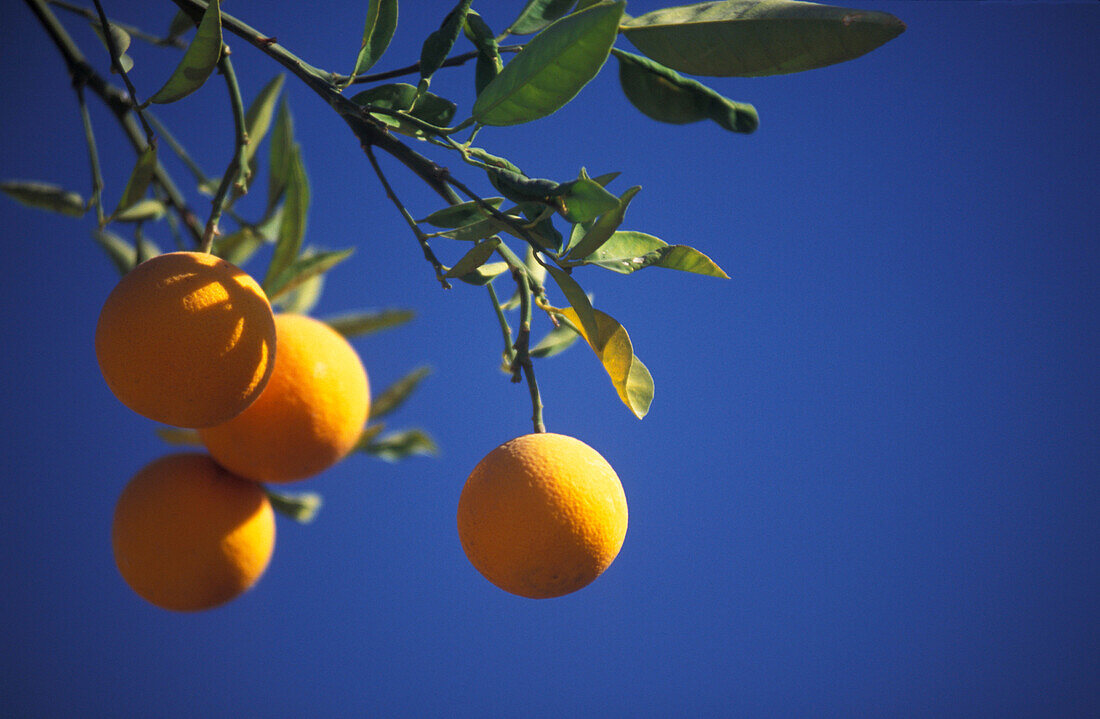 Orangen an einem Orangenbaum, Marrakesch, Marokko, Afrika