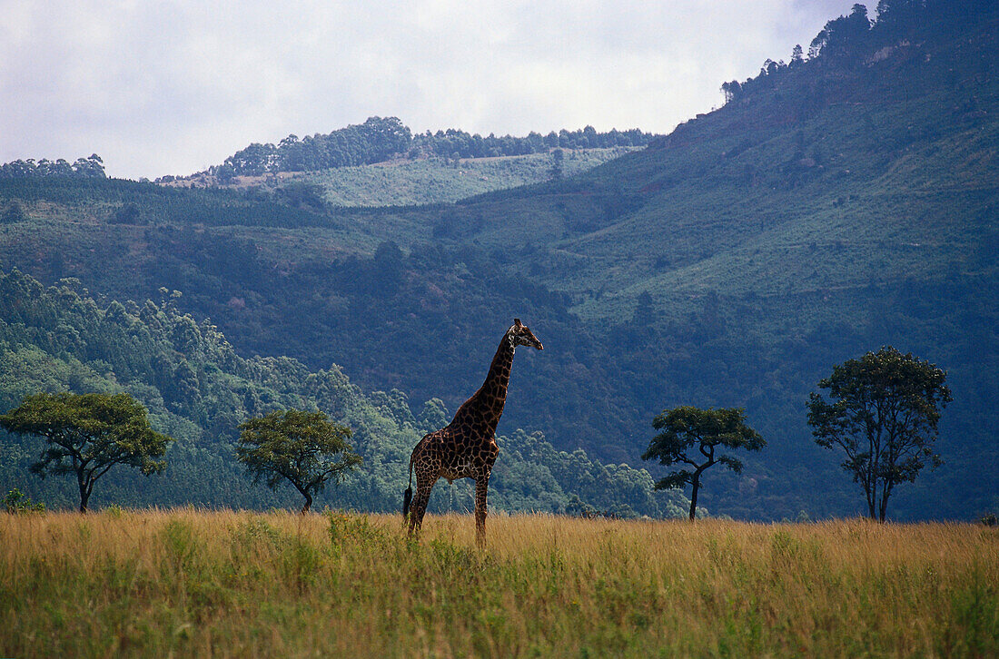 Giraffe im Mlilwane Schutzgebiet, Swasiland, Südafrika, Afrika