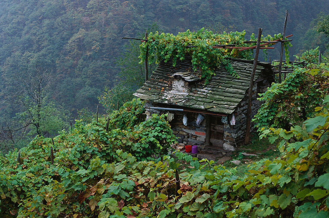 Überwachsenes Steinhaus am Berghang, Corippo, Verzascatal, Tessin, Schweiz