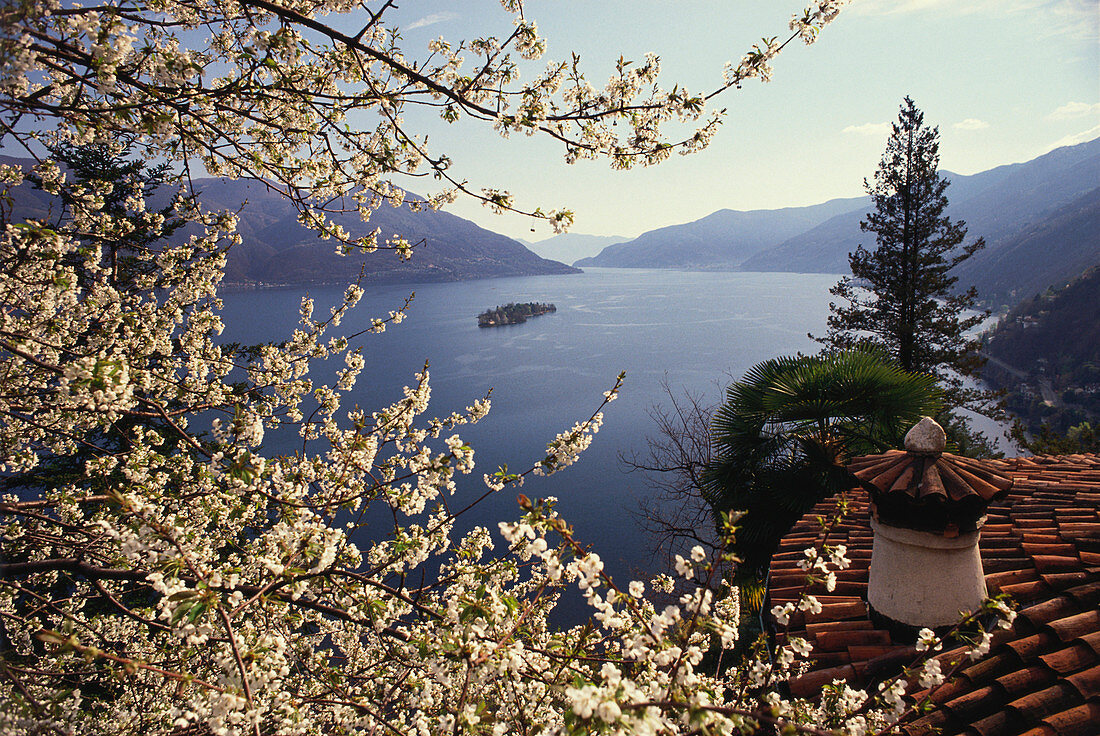 Blühende Baum, Lago Maggiore, Ronco, Tessin Schweiz