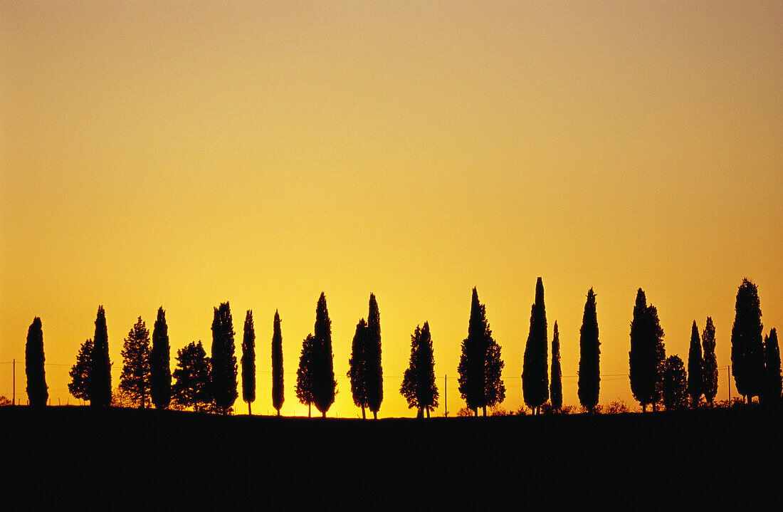 Pinienallee bei Sonnenuntergang, Toskana, Italien, Europa