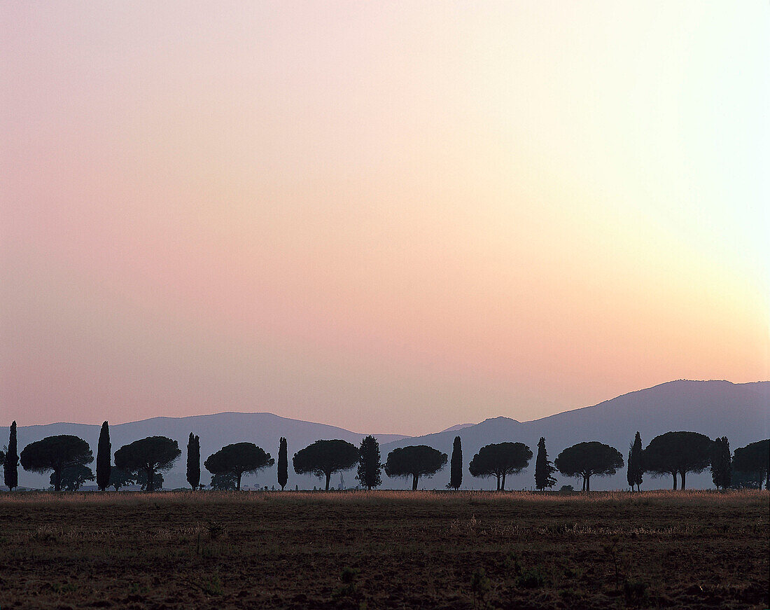 Pinien- und Zypressenallee bei Sonnenuntergang, Toskana, Italien, Europa