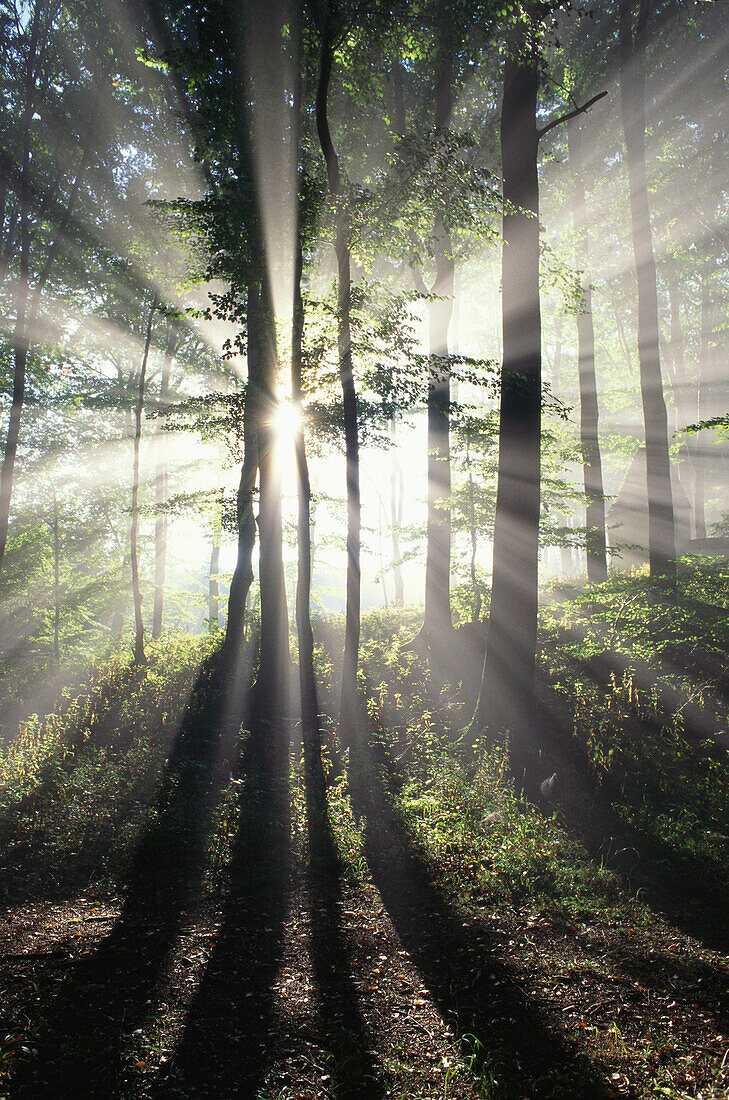 Lichteffekt, Sonnenstrahl im Wald, Buchenwald, Bayern, Natur