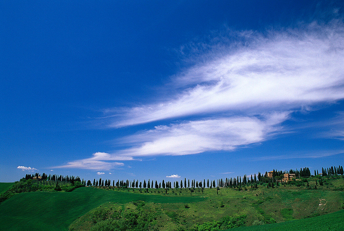 Pine tree and cypress alley under white clouds, Tuscany, Italy, Europe