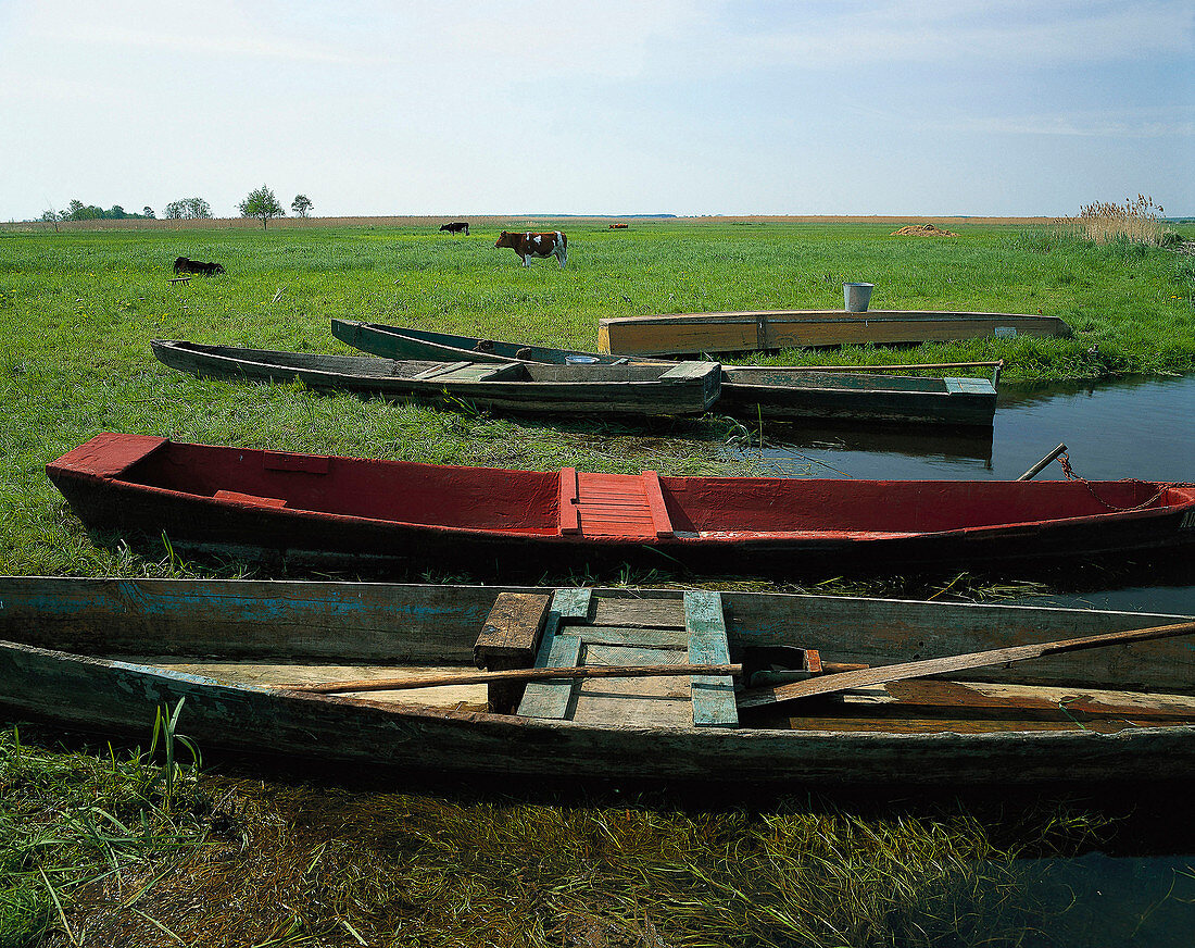 Rowboats lying at the riverbank, Biebrza, Poland
