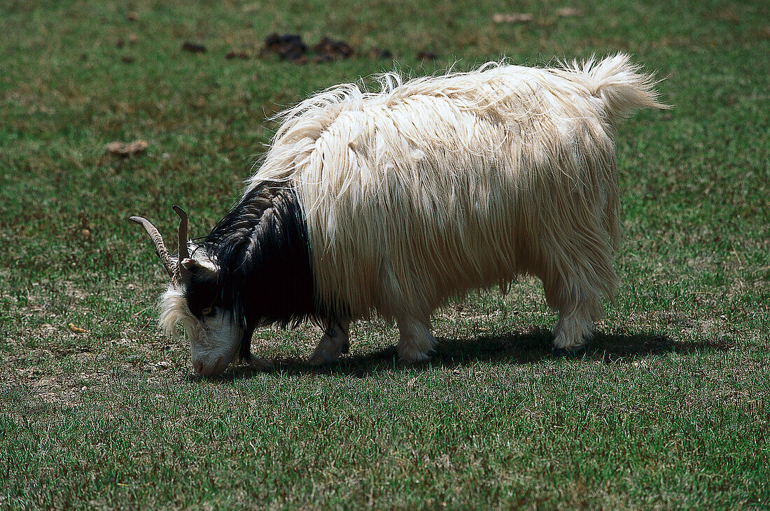 Grasende Kaschmir Ziege, Qinghai, Tibet, China, Asien