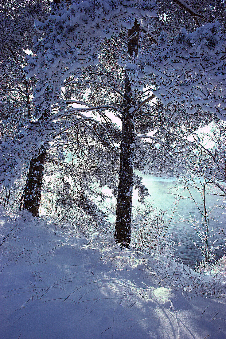 Trees full of snow, Winter landscape, Bavaria, Germany