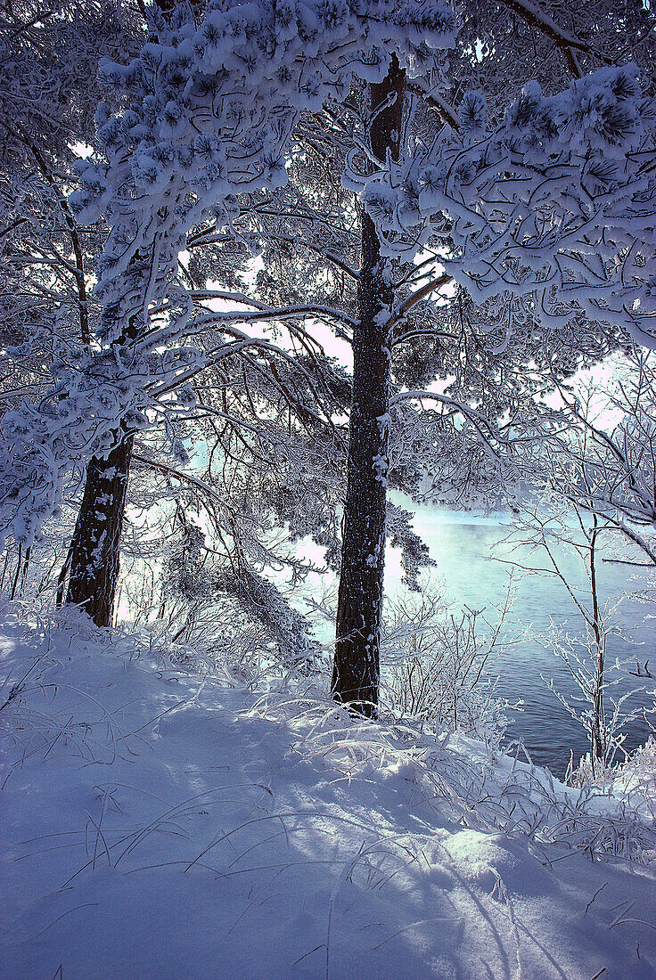 Verschneite Bäume, Winterlandschaft, Bayern, Deutschland