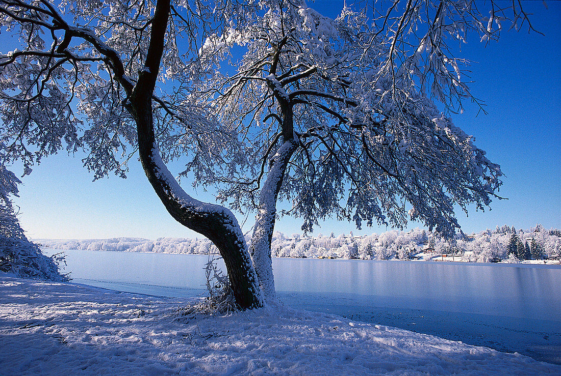 Winterlandschaft mit zugefrorenen See, Pilsensee, Oberbayern, Bayern, Deutschland