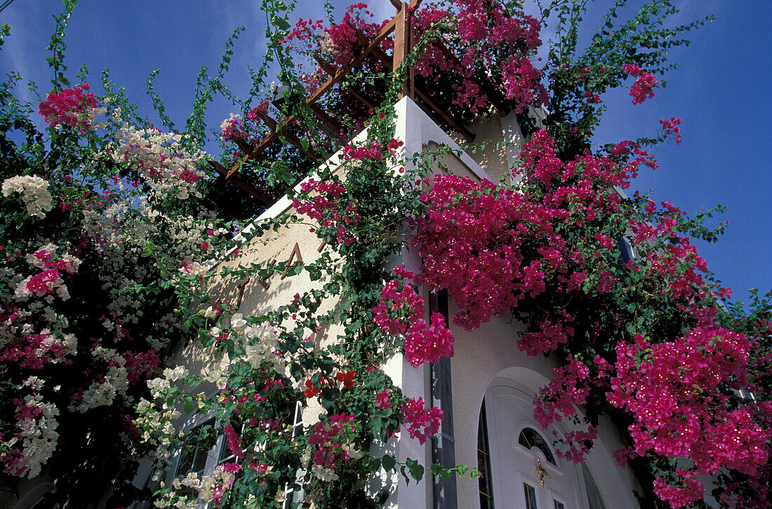 Haus mit Bougainvillea unter blauem Himmel, Santorini, Griechenland, Europa