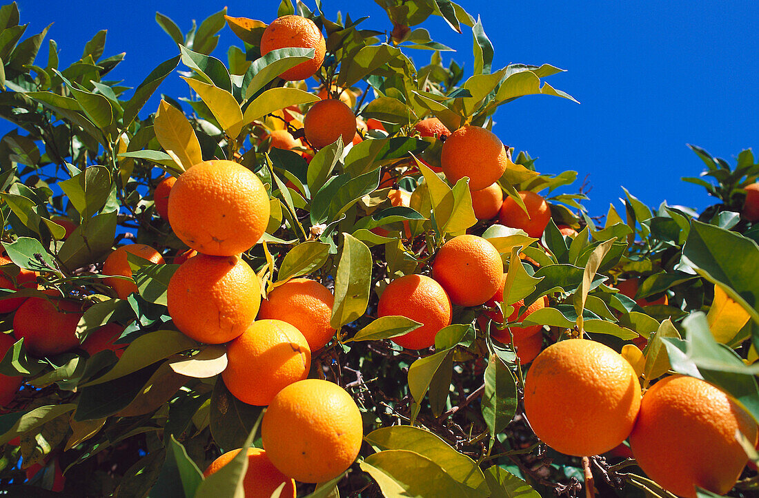 Orange tree