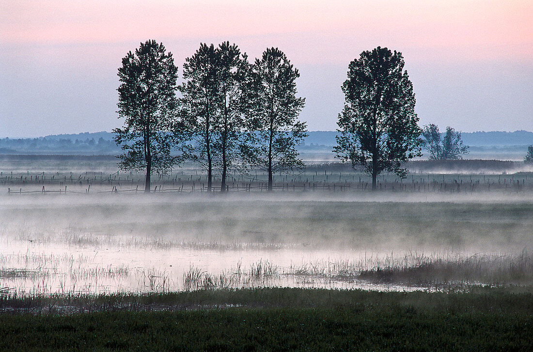 Flusslandschaft in der Morgendämmerung, Biebrza, Polen, Europa