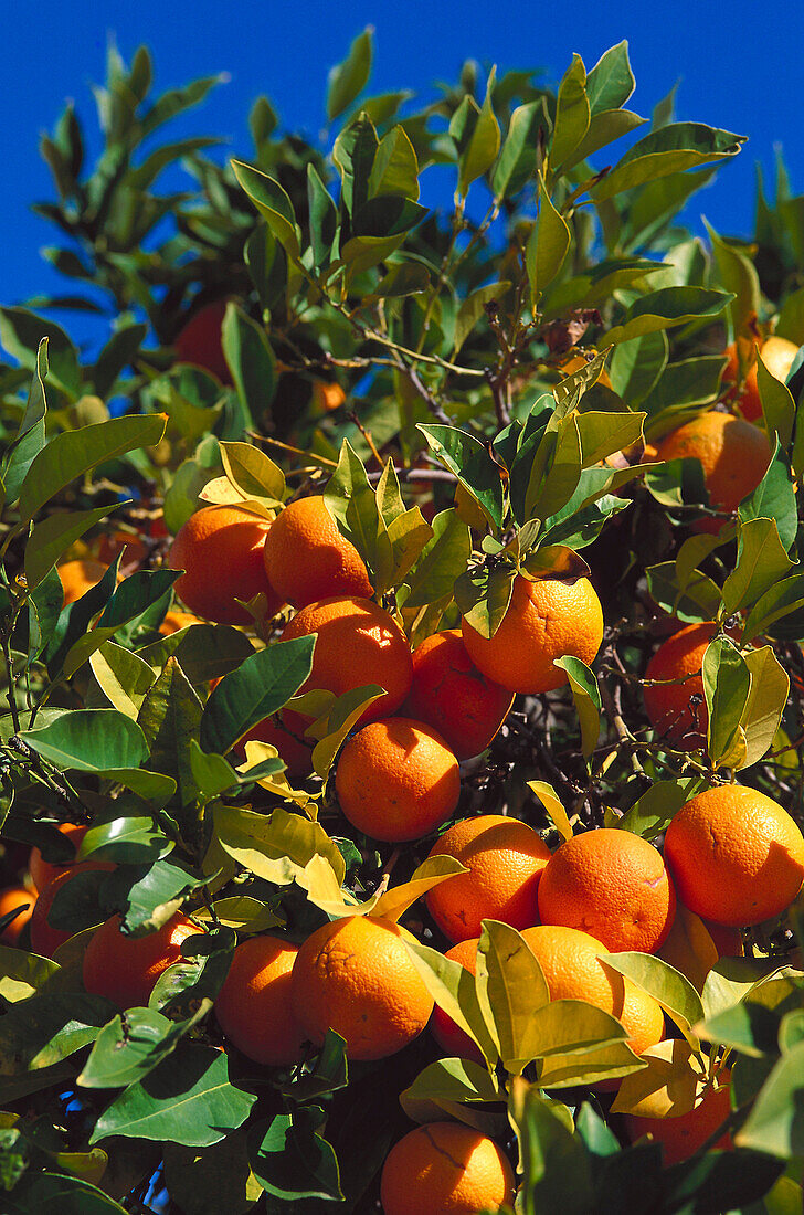 Orange tree, Crete Greece
