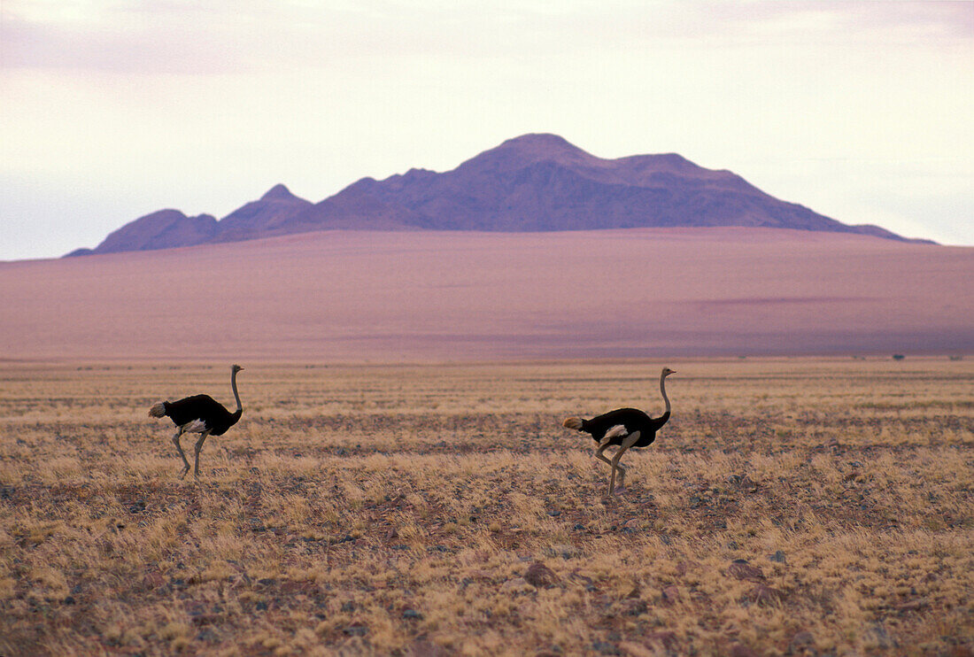 Strausse in der Savanne, Namibia, Afrika