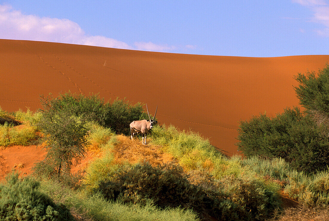 Oryx Antilope in the Namib Desert, Sossusvlei, Namibia, Africa