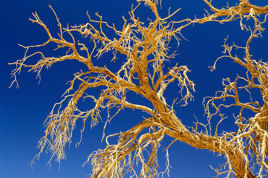 Ausgetrockneter Wüstenbaum vor blauem Himmel, Namibia, Afrika