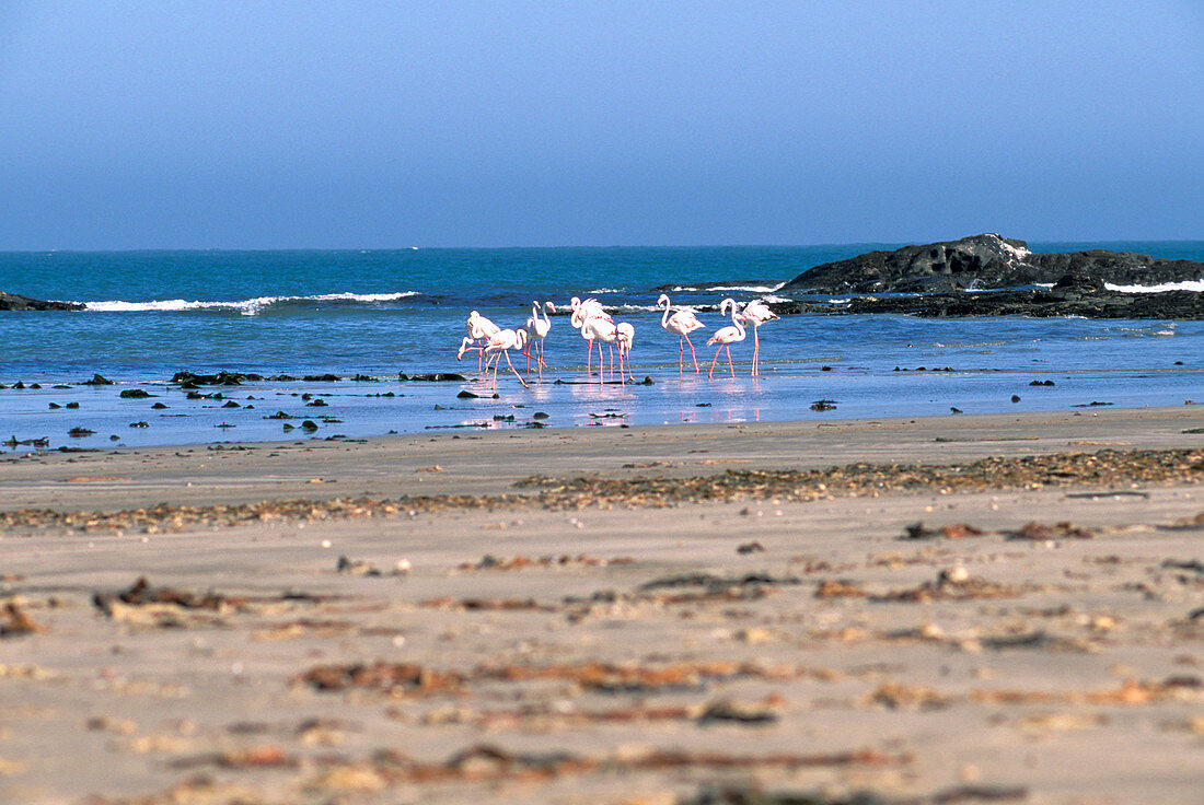 Flamingos on the beach, Walvis Bay, Namibia, Africa
