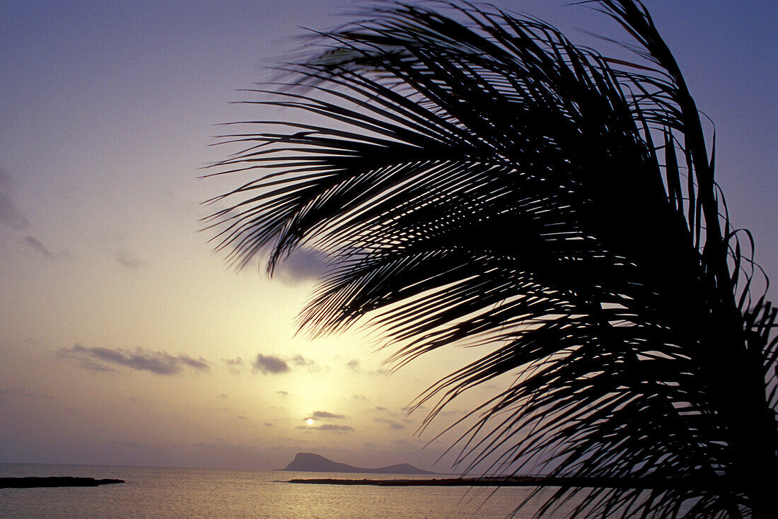 Palm tree and ocean at sunset, Baia de Murdeira, Sal, Cape Verde, Africa