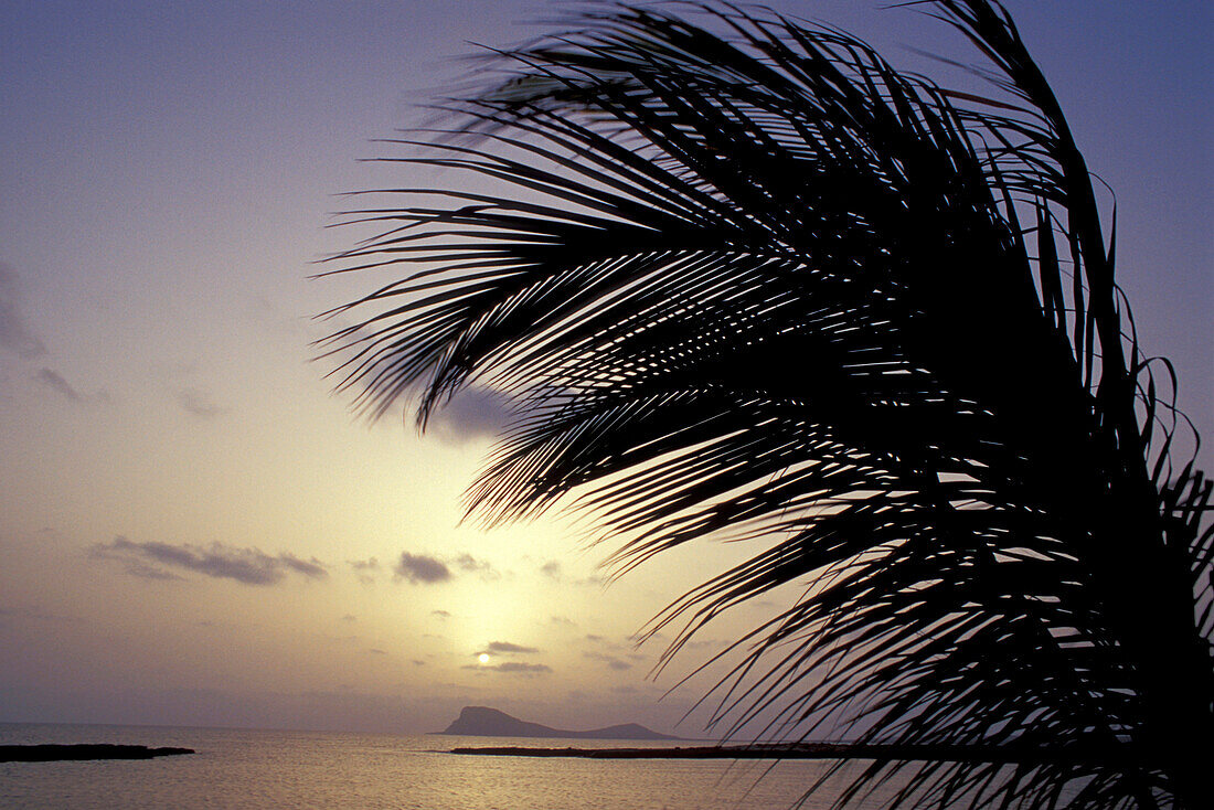 Palme und Meer bei Sonnenuntergang, Baia de Murdeira, Sal, Kap Verde, Afrika