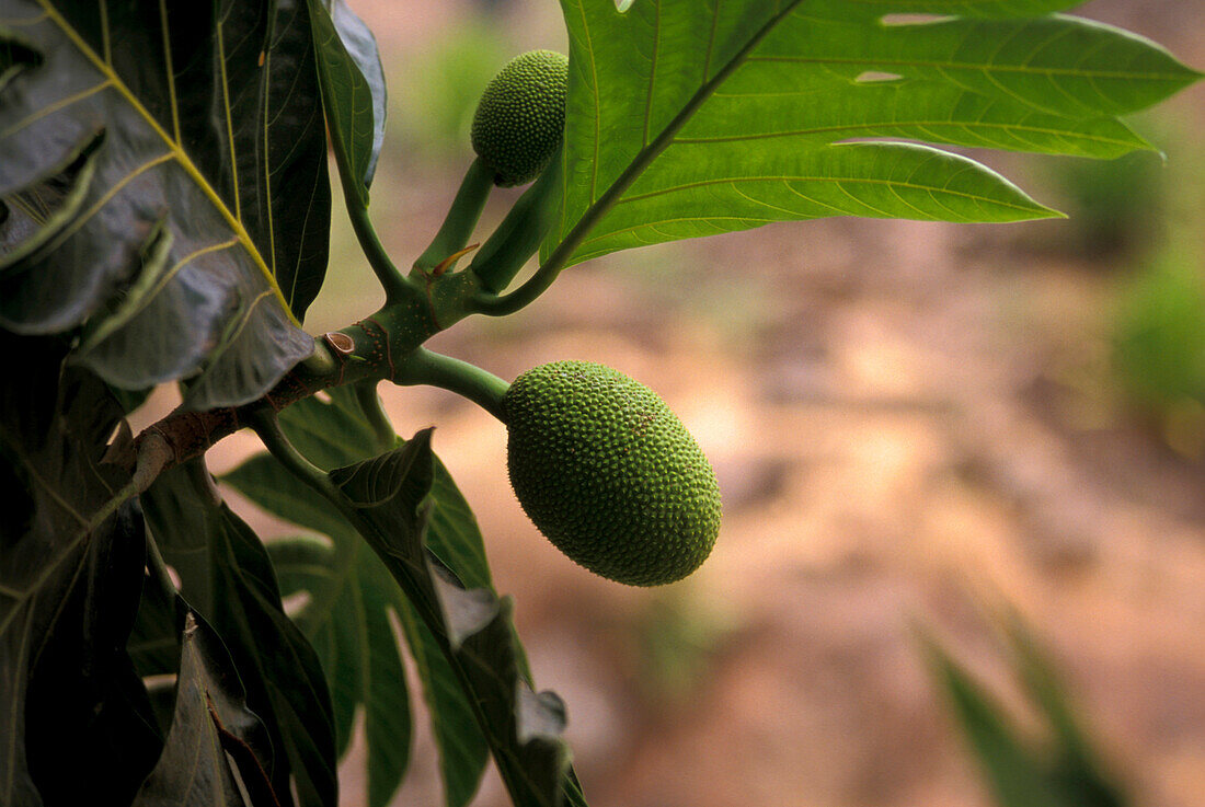 Nahaufnahme einer Frucht, Paul, Santo Antao, Kap Verde, Afrika