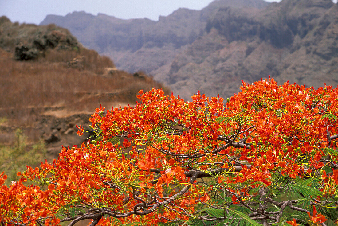Landschaft mit blühendem Busch, Paul, Santo Antao, Kap Verde, Afrika